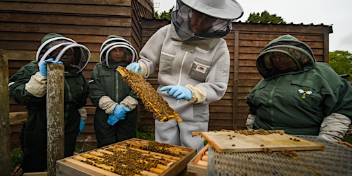 Hauptbild für Beginners Beekeeping Course September 2022