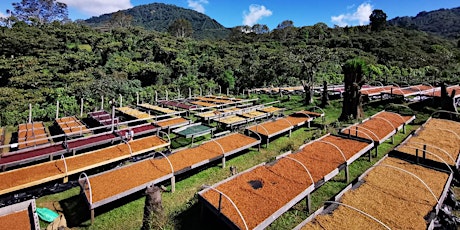 PMB x Cuyanauzul Estate Coffee Farms primary image