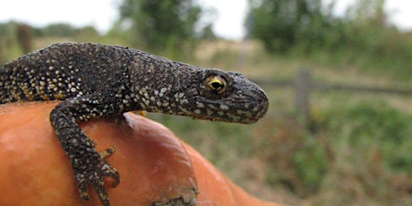 Great Crested Newts - Ecology, Survey and Licensing 2022 tickets