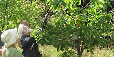 Summer Fruit Tree Pruning Workshop primary image