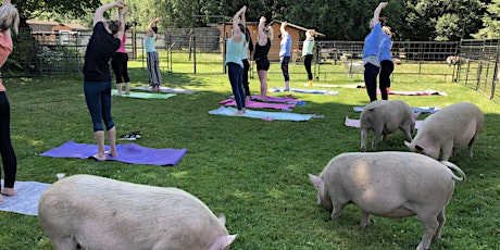 Yoga with pigs