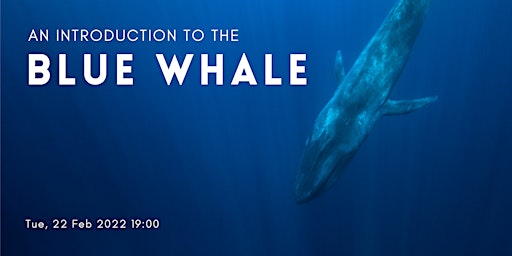 Imagem principal de The Blue Whale: An Introduction to Biology, Behaviour and Conservation