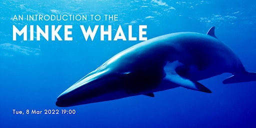 Imagem principal de The Minke Whale: An Introduction to Behaviour, Biology and Conservation