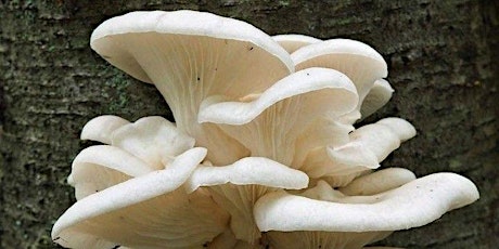 Learn to grow mushrooms at home! primary image