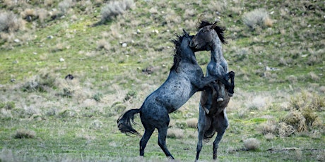 Hunt's Photo Adventure: Wild Horses in Utah primary image