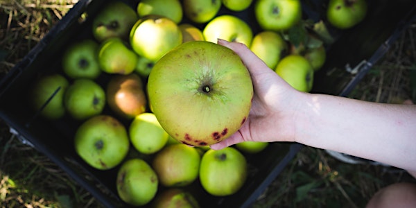 Apple Harvest in Mill Hill (London) - 7th September