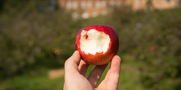 Apple Harvest at Bethlem Royal Hospital - 21st September (London)