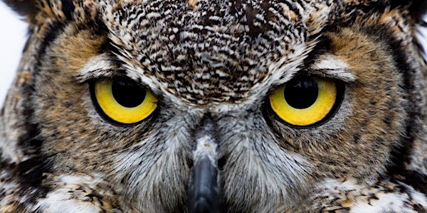 Hawk Festival Owl Prowl