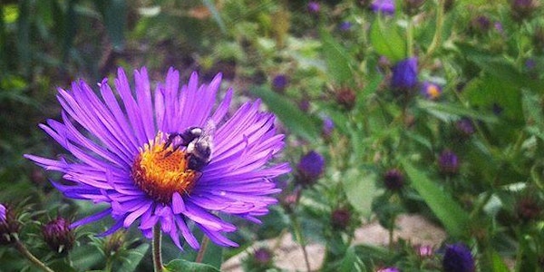 Fall foraging walk: edible and medicinal plants in the city