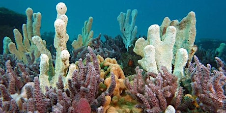 Webinar - The hidden habitats of underwater Sydney primary image