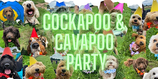 Cockapoo & Cavapoo Club!