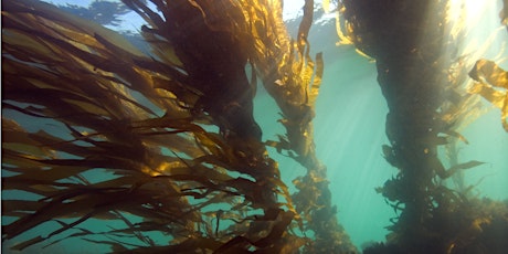 Victoria Nature Festival: Exploring Victoria’s Forests of the Sea primary image