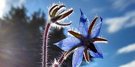 Maine Herbalist Gathering primary image