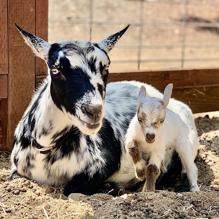 Baby Goat Yoga: Play with Baby Goats, Mini Donkey, Chickens and Pig! image