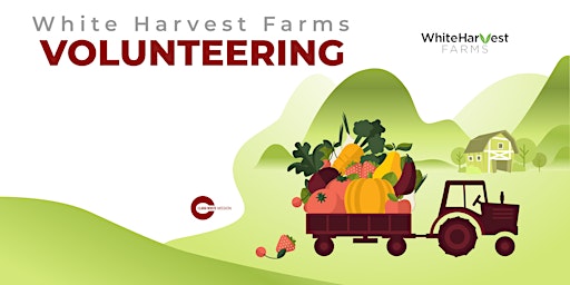 White Harvest Farms Volunteering
