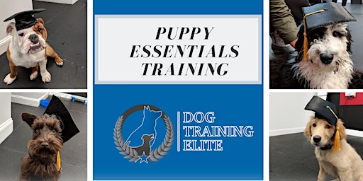 Puppy Essentials Training Class (4 Weeks)