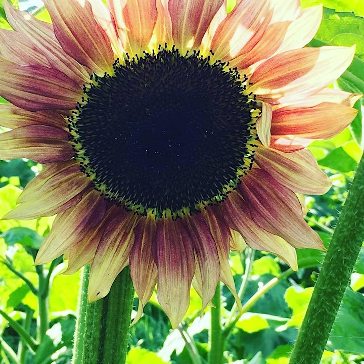 Sunflower Maze - Sunday 18th September @12.30pm image