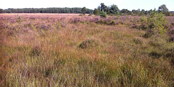 Heathland, Acid Grassland and Bogs - Vegetation Survey and Assessment 2022