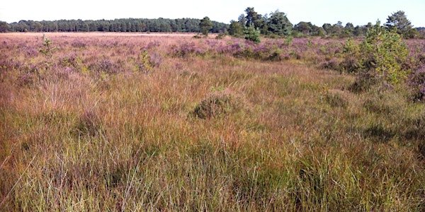 Heathland, Acid Grassland and Bogs - Vegetation Survey and Assessment 2022