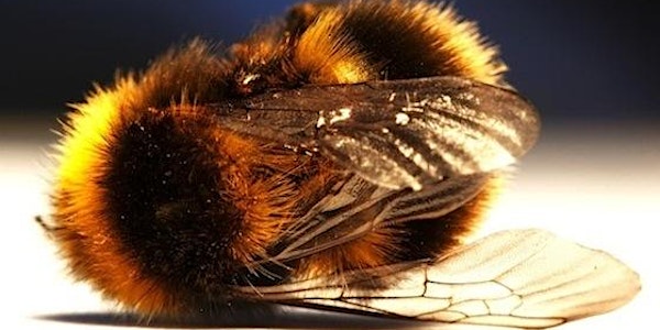 Pollinators, Pesticides & Politics: talk with Prof. Dave Goulson & PAN-UK