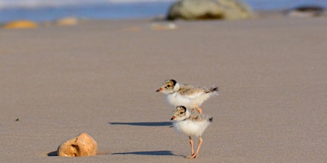 Helping Hooded Plovers primary image