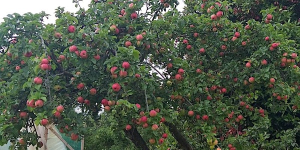 Apple  Picking at Sonairte