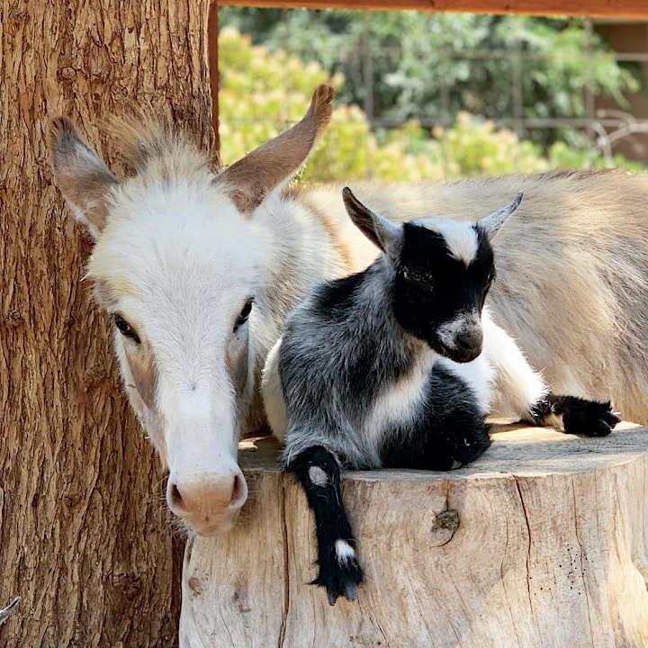 Baby Goat Yoga: Play with Baby Goats, Mini Donkey, Chickens and Pig! image