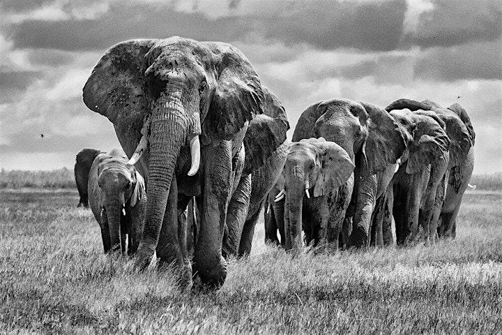 
		Kathy Karn - Elephants of Amboseli image
