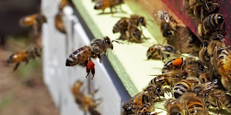 Honey Bee Hackathon primary image