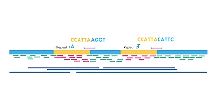 Hybrid de novo genome assembly