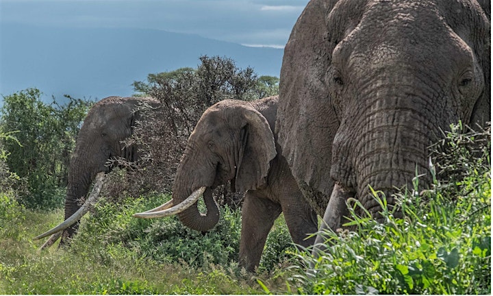 
		Kathy Karn - Elephants of Amboseli image
