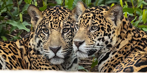 Jaguars of the Pantanal ~ Brazil ~ August 2022