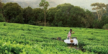 TEA Talk: Can tea and forests healthily co-exist? primary image