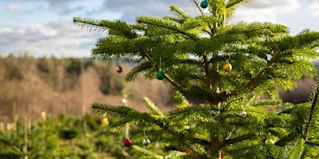 Christmas Trees at Wilderness Wood primary image