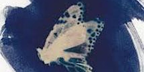 Blueprint of nature: Butterflies and the cyanotype primary image