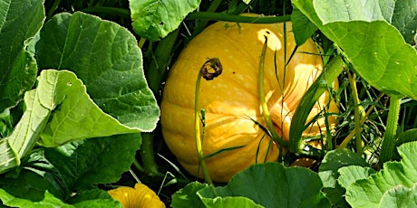 Pick Your Own Pumpkins & Squash  at Cae Derw Llanrhaeadr  primärbild