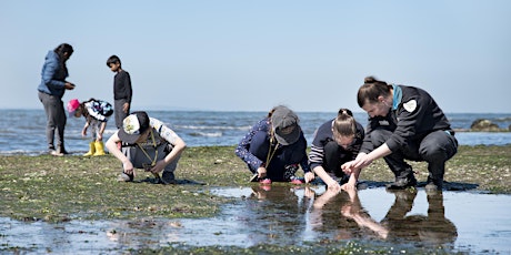 Junior Ranger – Rockpool Ramble - Port Phillip Marine National Park primary image