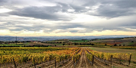Brunello: Tuscany's Premier Red Wines