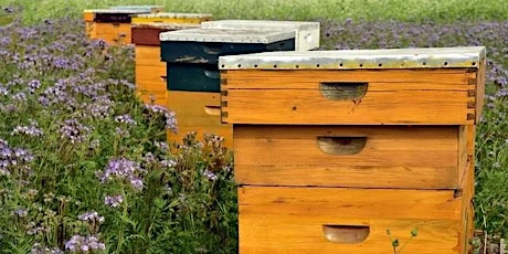Beekeeping: Getting Started