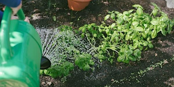 Let’s Grow Hume - Online Edible Gardening Workshops