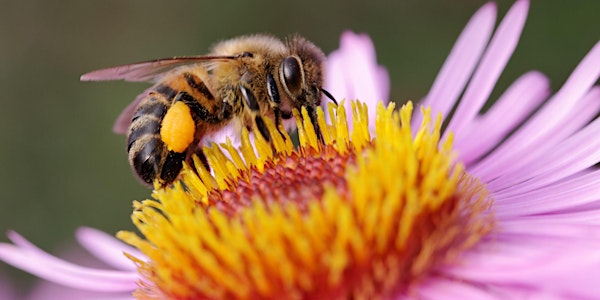 How the honeybee is profoundly changing mankind