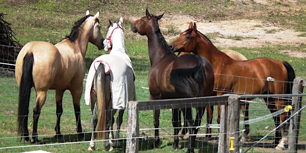 Whispering Hooves Natural Horsemanship Clinic
