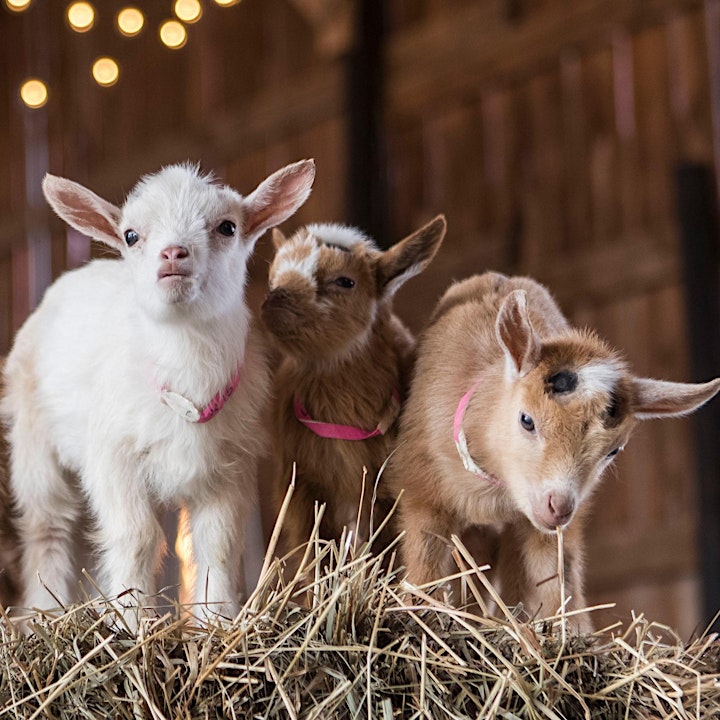 Baby Goat Snuggle Session image