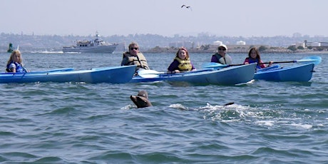 Sea Lion Adventure by Kayak San Diego Bay primary image