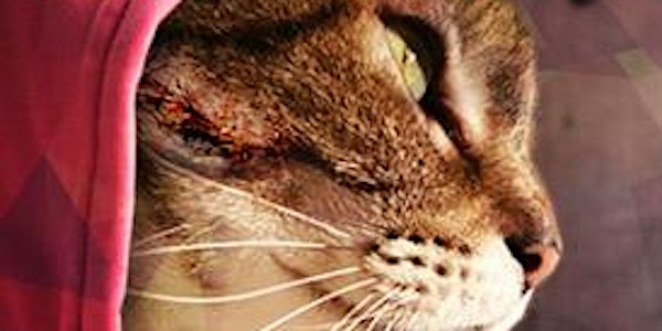 Pourquoi mon chat devrait créer sa startup ?