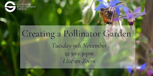 Creating a Pollinator Garden