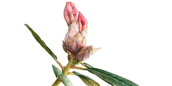 Botanical Art Workshop: Watercolor with Fiona Strickland