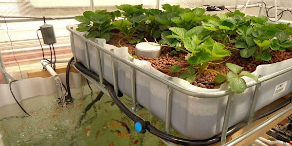 Intro to Aquaponics | Hands On IBC Build Workshop