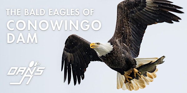 Bald Eagles of Conowingo Dam - Photo Expedition