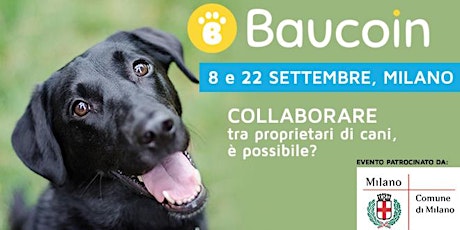 Immagine principale di Collaborare tra proprietari di cani, è possibile? 